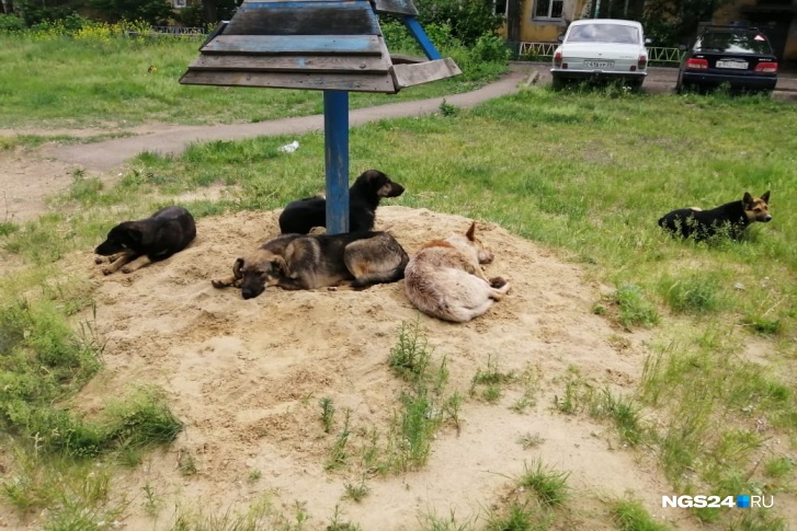 Во дворе жильцы замечают 5–7 бродячих собак, которые, по их словам, могут накинуться на детей Во дворе жильцы замечают 5–7 бродячих собак, которые, по их словам, могут накинуться на детей