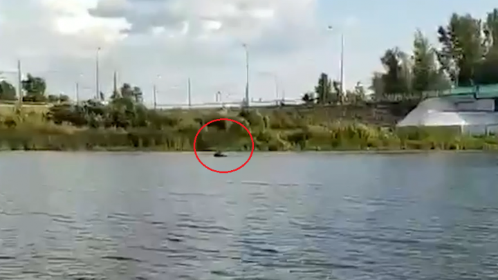 Ярославец снял на видео, как лось переплывает Которосль в центре города