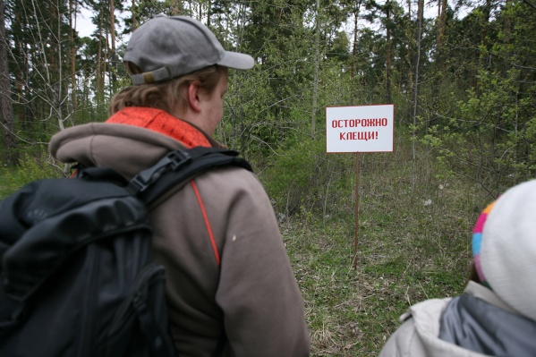 За последнюю неделю клещи покусали 1291 жителя Новосибирской области За последнюю неделю клещи покусали 1291 жителя Новосибирской области
