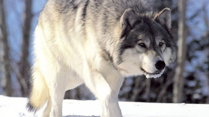 В Минприроды Дона назвали точное число волков и шакалов, которых разрешено убить в этом году