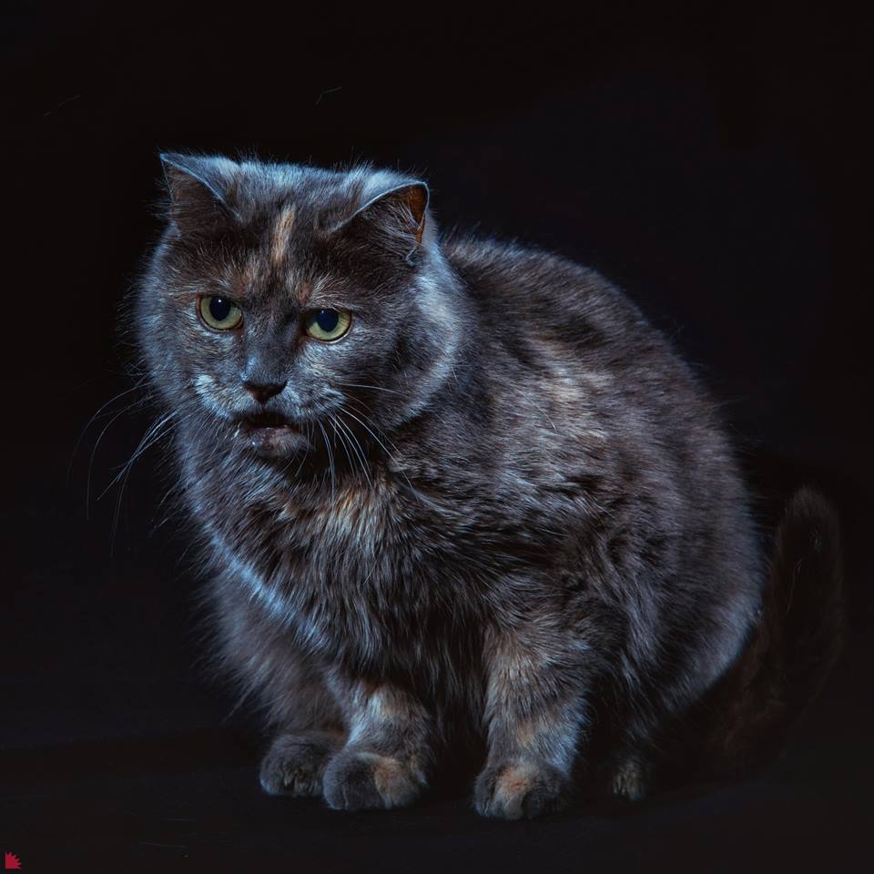 Эту кошку зовут Джетта Эту кошку зовут Джетта