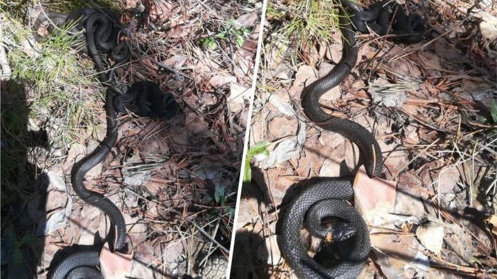 «Будьте внимательны в парках»: в Тюмени двое детей пострадали от укусов змей