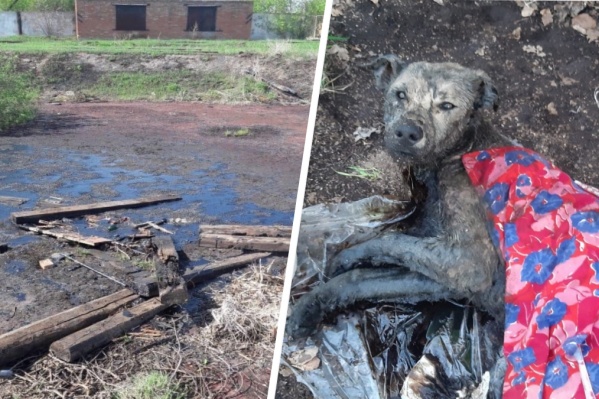 Ядовитый водоем уже несколько лет отравляет все живое поблизости Ядовитый водоем уже несколько лет отравляет все живое поблизости