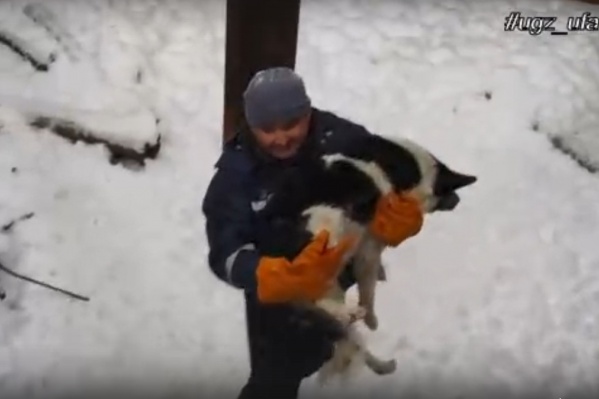Жучка не была агрессивной и дала себя спасти без проблем Жучка не была агрессивной и дала себя спасти без проблем