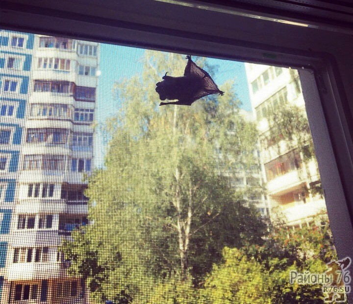 Ярославцев атаковали летучие мыши: почему они прилетели в город