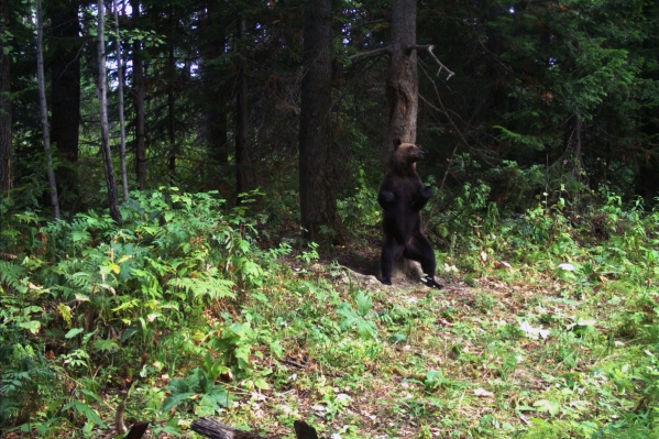 Медведя с фотоловушки прозвали танцором за смешную позу Медведя с фотоловушки прозвали танцором за смешную позу