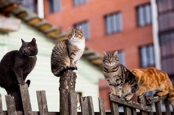 Котики — те еще предсказатели погоды. Следите за ними внимательно Котики — те еще предсказатели погоды. Следите за ними внимательно