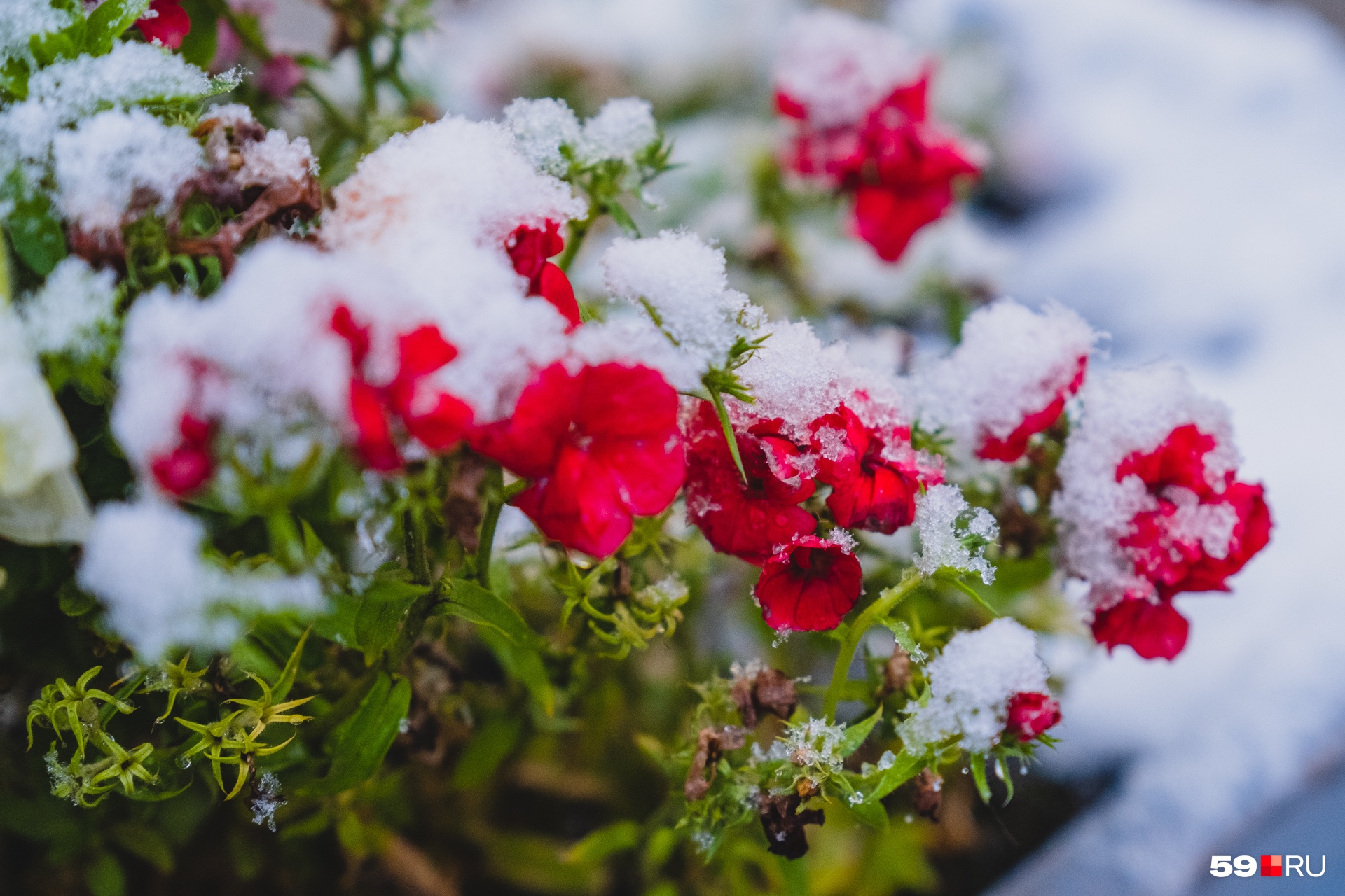 Природные контрасты — цветы и снег