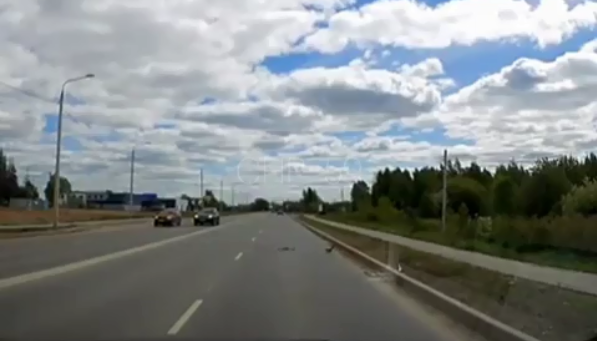 В Перми водители пропустили на оживленной трассе маму-утку с утятами. Видео