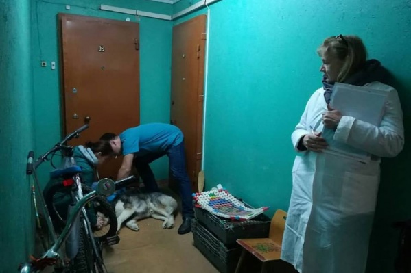 Специалисты осмотрели и привили всех животных в доме Специалисты осмотрели и привили всех животных в доме