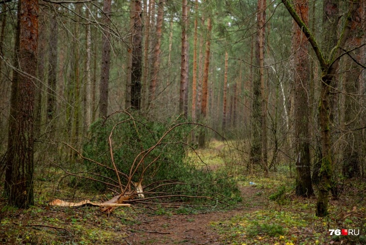 Заколдованный лес: как выглядит Тверицкий бор после урагана