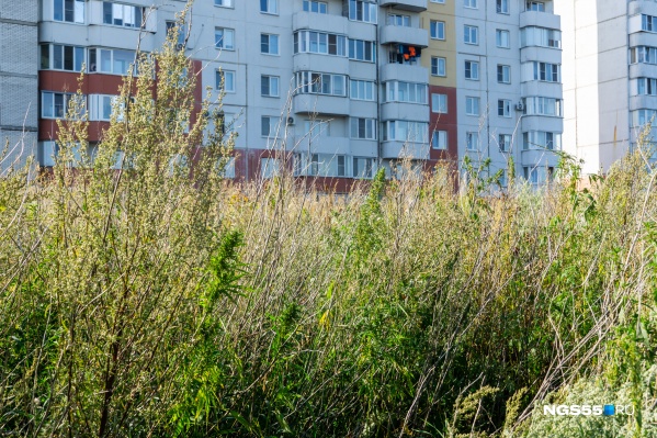 Уничтожить заросли конопли пока не догадался никто Уничтожить заросли конопли пока не догадался никто