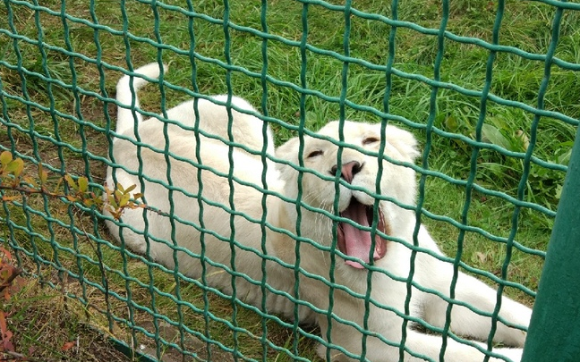 Любит общаться с посетителями: в зоопарке подрос белый львёнок, чья мама погибла при родах