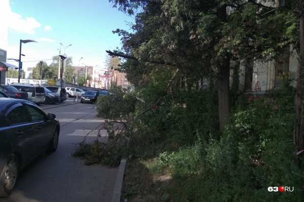 Порывы ветра могут повалить деревья Порывы ветра могут повалить деревья