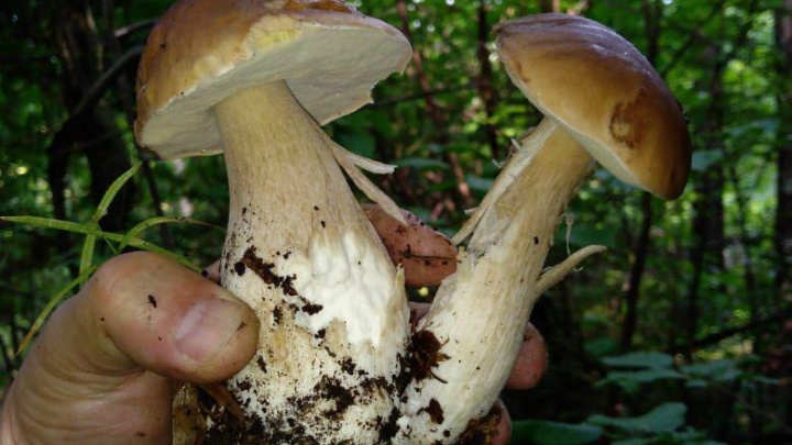 «Даже белый и подберёзовик могут быть ядовитыми»: в МЧС предупредили ярославцев об опасных грибах