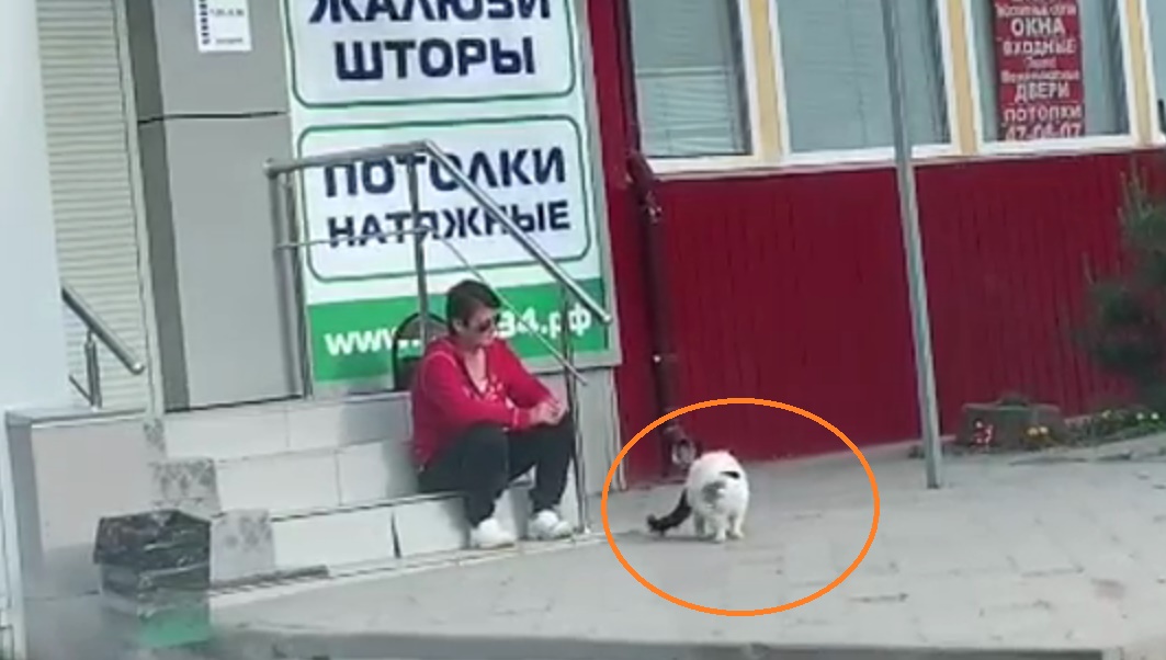 «Пакет с кошки сними!»: волгоградцы сняли на видео издевательства посреди улицы над котом