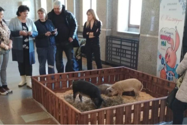 С ними можно было бесплатно сфотографироваться С ними можно было бесплатно сфотографироваться