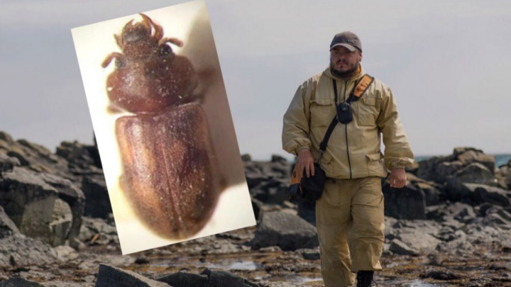 «Изучал по гениталиям»: ярославский учёный назвал новый вид жуков в честь Егора Летова