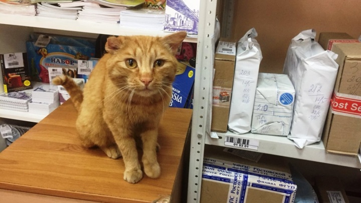 У омского почтового кота появился свой хэштег в соцсетях