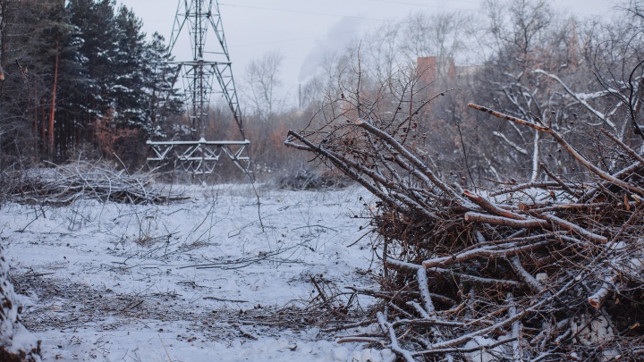 Подрядчики «Тюменьэнерго» объяснили, зачем они срубили десятки деревьев у Затюменского парка