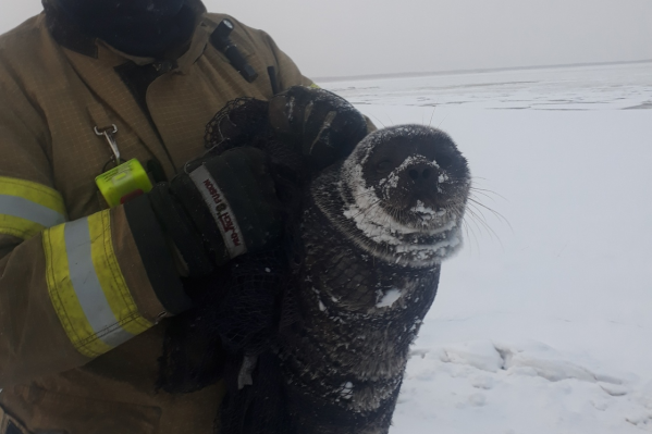 Тюленёнок не мог самостоятельно добраться по льду до воды Тюленёнок не мог самостоятельно добраться по льду до воды