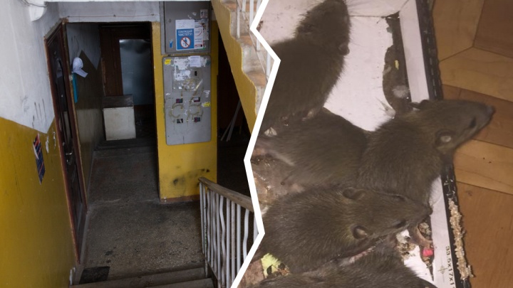 Они лезут в квартиры: крысы атаковали дом в Брагино