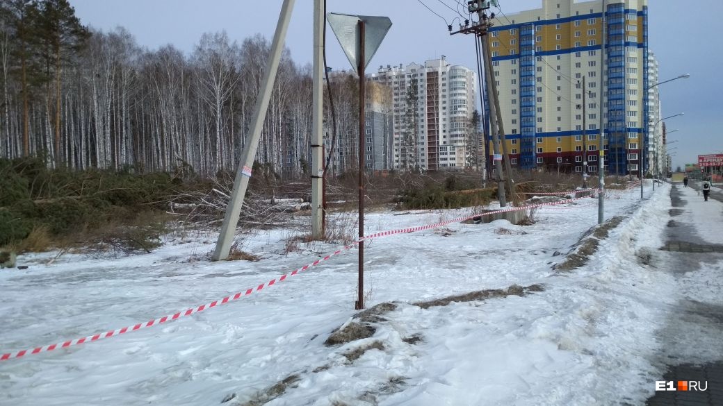 Так лес выглядит сейчас Так лес выглядит сейчас