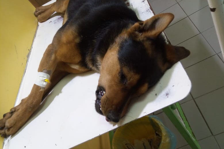 «Её отравили»: ярославец рассказал, как пытался спасти бездомного пса