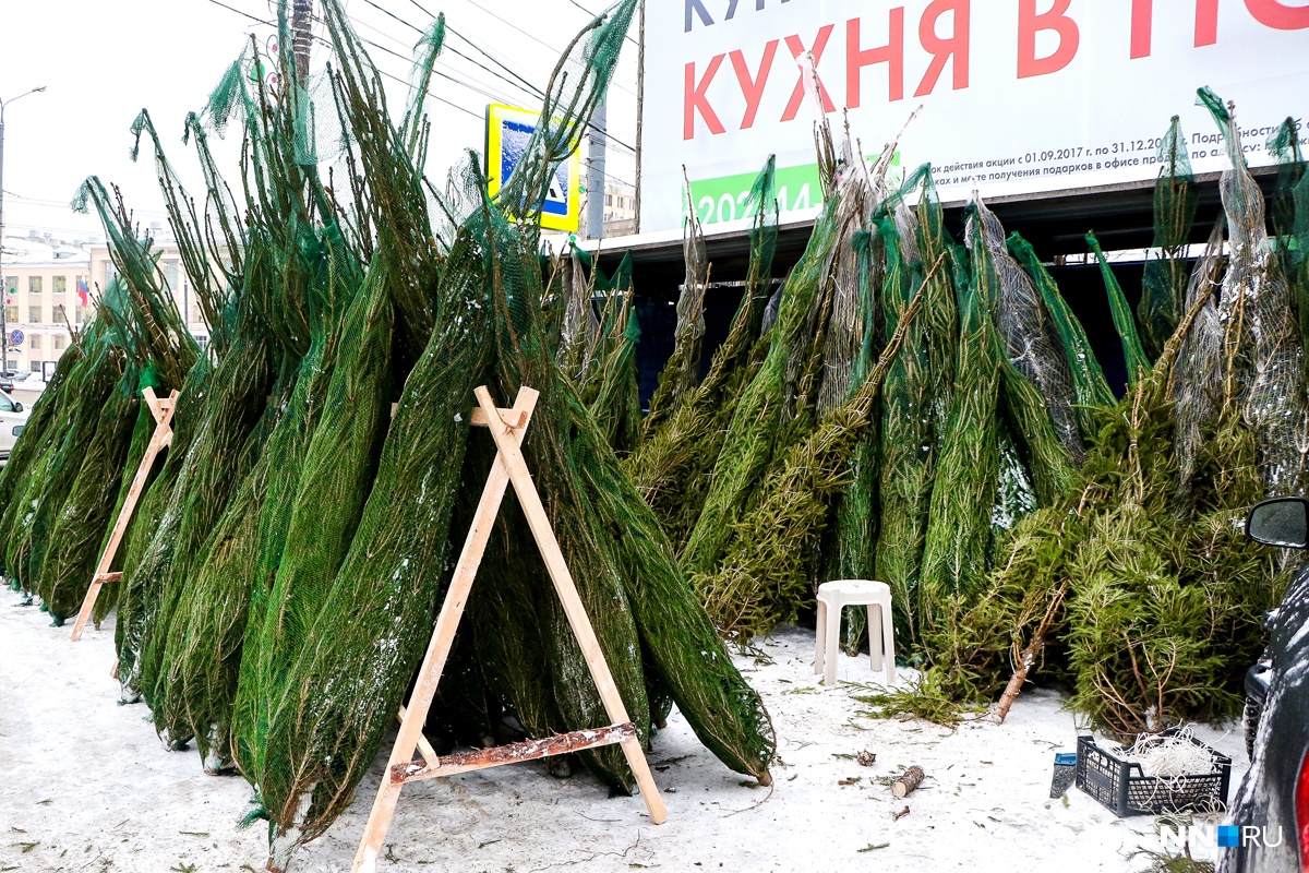 «Почем нынче елочка». В Нижнем Новгороде открылись первые елочные базары