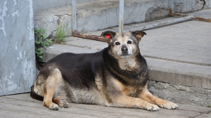 «Аукцион на убийство»: зачем администрация Дзержинска усыпит свыше 100 бездомных собак