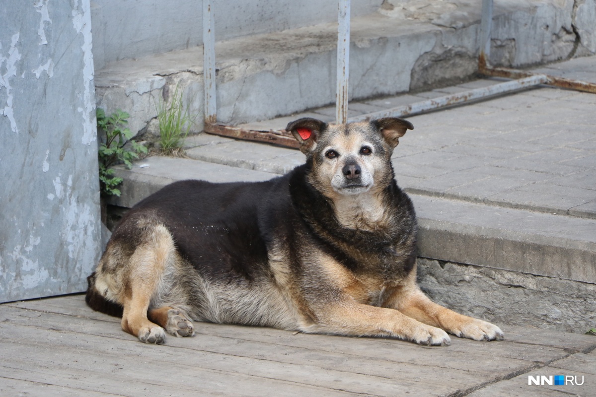 Зоозащита серпухов официальный сайт фото собаки