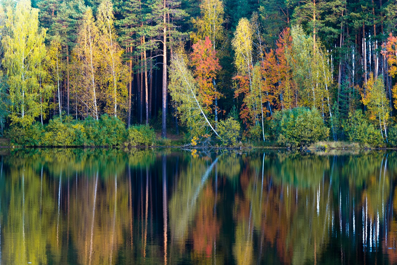 Природа отзывы. Красивые леса в Свердловской области. Золотые леса. Е*** на природе. Месяца леса.