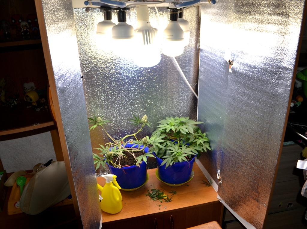 как выращивать марихуану в шкафу