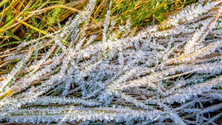 Урожай может погибнуть: синоптики рассказали, когда в центре России ударят заморозки