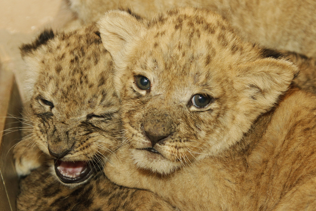 маленький лев. милые львята. африканский львенок. маленький лев. львята.