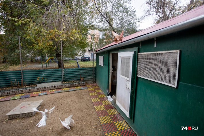 Просторный дом для птиц сапожник построил больше 20 лет назад