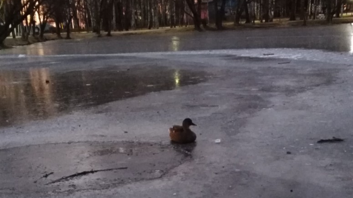 Добыча для ворон: в Ярославле в пруду одинокая уточка вмёрзла в лед