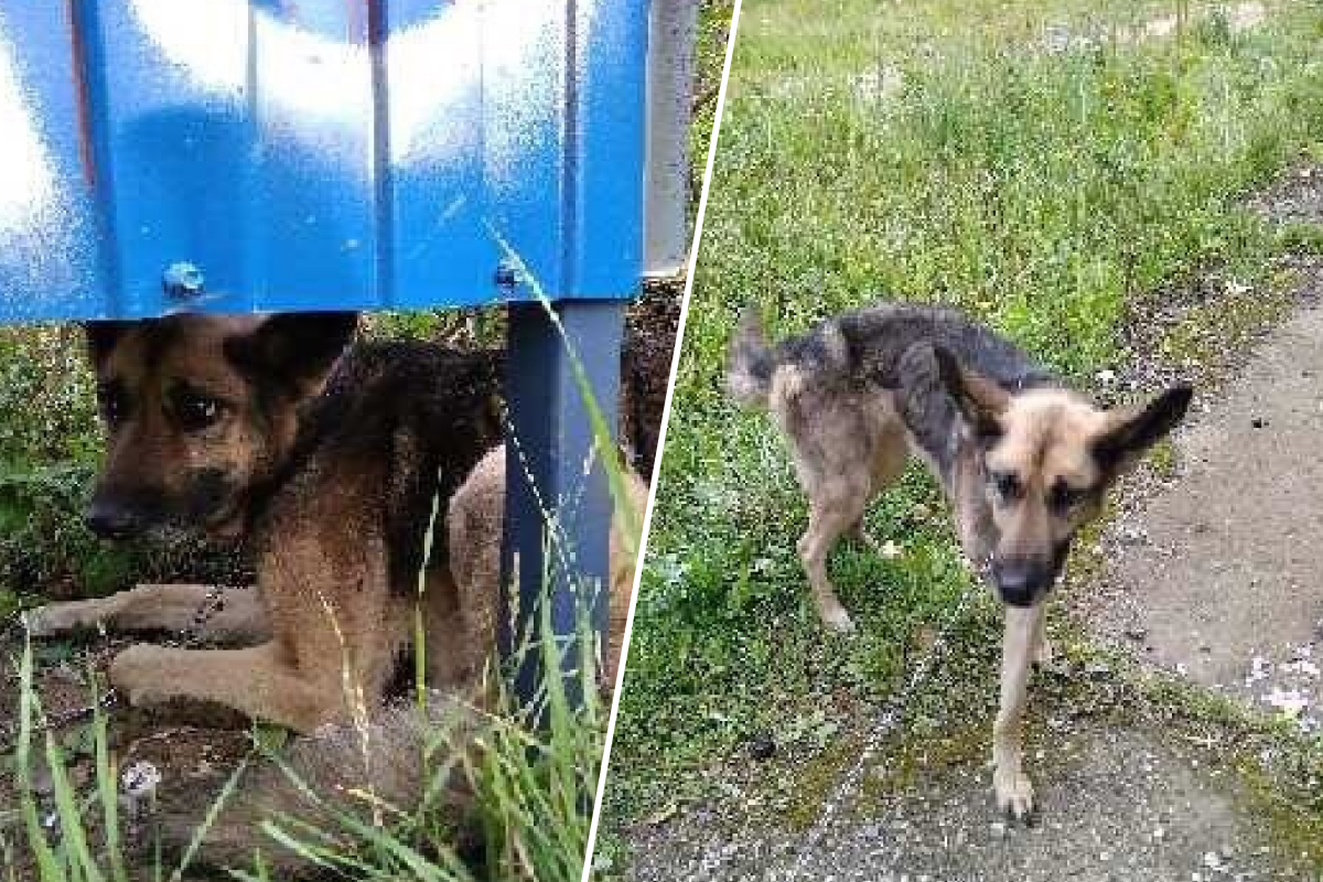 «Смотреть было страшно»: в Ярославле хозяева бросили голодного пса, привязав на цепь к остановке