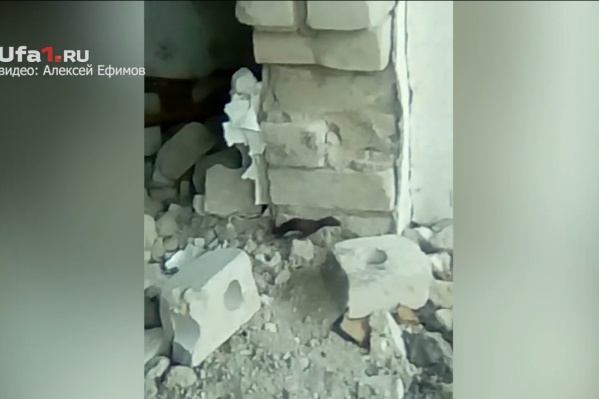 Зверёк не испугался людей Зверёк не испугался людей