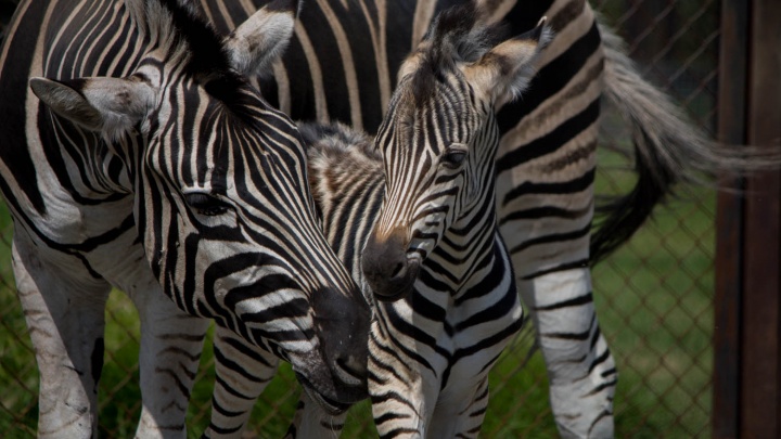 Полный «Мадагаскар»: в челябинском зоопарке выбрали имя новорождённой зебре