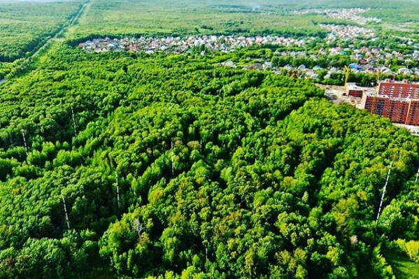 Микрорайон Новая Самара вплотную граничит с лесом Микрорайон Новая Самара вплотную граничит с лесом