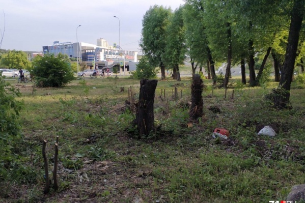 По словам очевидцев, вырублено шесть взрослых деревьев и десяток молодых По словам очевидцев, вырублено шесть взрослых деревьев и десяток молодых