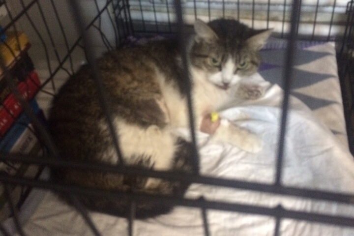 Кот выглядывает из окна. Фото нежелательных котят. Кот на балконе. Кошка сбросила с конструкции один. Котик роняет со стола.