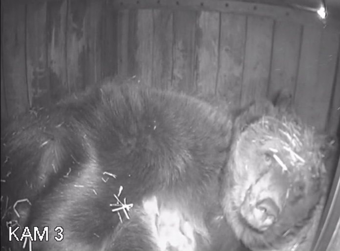 Подглядываем за малышами: 4 медвежонка родились в нижегородском зоопарке