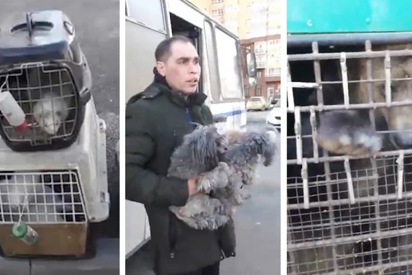 Из-за пристального внимания медведица вела себя неспокойно Из-за пристального внимания медведица вела себя неспокойно