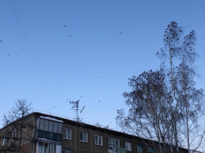 Чаще всего жертвами забродивших ягод становятся свиристели и дрозды Чаще всего жертвами забродивших ягод становятся свиристели и дрозды