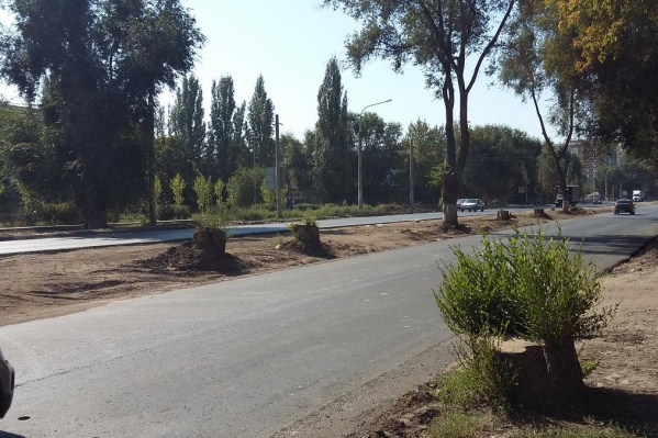 Горожане требуют высадить новые деревья Горожане требуют высадить новые деревья