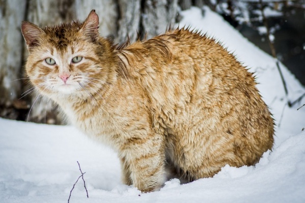 Мартовские коты в шоке от этой весны Мартовские коты в шоке от этой весны