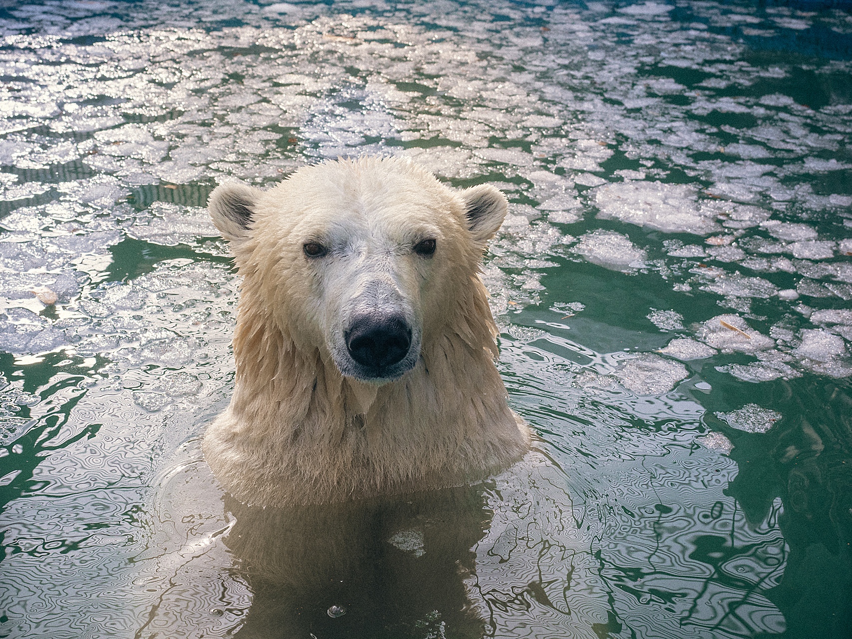 Игрушки для белых медведей начали производить под Красноярском