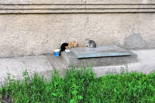 По словам замдиректора УК, из-за кошек в подвале живут блохи, которые кусают слесарей По словам замдиректора УК, из-за кошек в подвале живут блохи, которые кусают слесарей